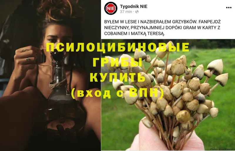 Галлюциногенные грибы Magic Shrooms  Курган 